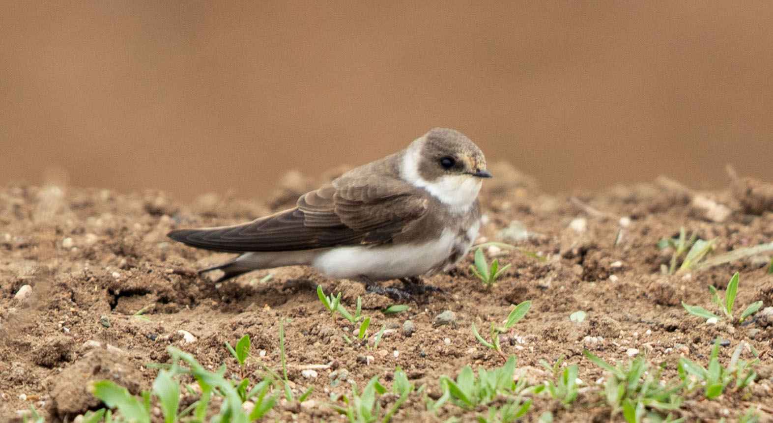 Bank Swallow